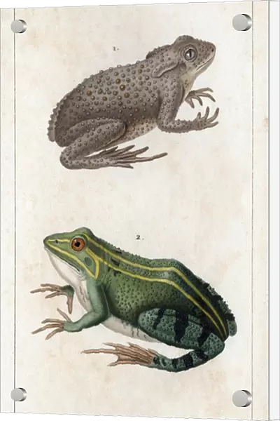 The Common Toad and the Green Frog. 'Fauna des Mdecins ou histoire des animaux et de leurs produits par Hippolyte Cloquet'- Volume 6 - 1825