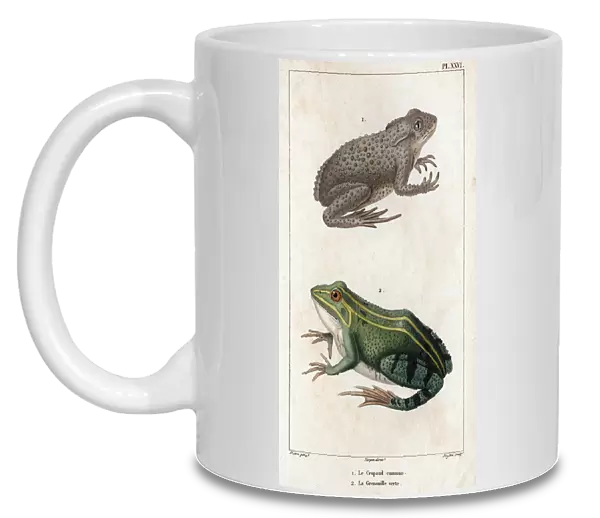 The Common Toad and the Green Frog. 'Fauna des Mdecins ou histoire des animaux et de leurs produits par Hippolyte Cloquet'- Volume 6 - 1825