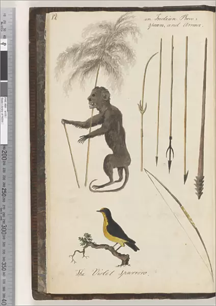 Page 12. An Indian bow, spears, and arrows;the Violet Sparrow, 1810-17 (w  /  c & manuscript text)