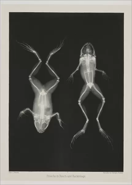 Diagnostic Radiology, X-ray of two frogs, 1896