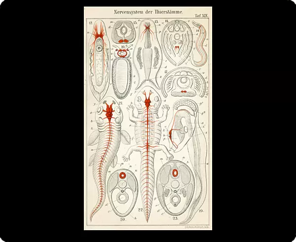 The Nervous system of various animals 1898 (colour litho)