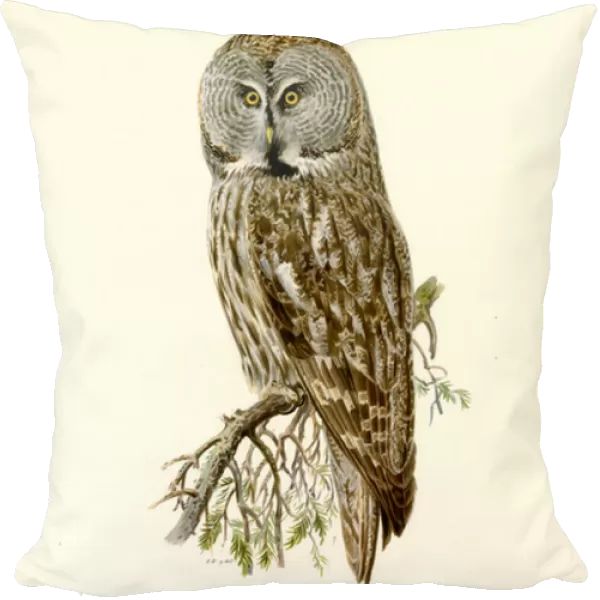Great Grey Owl (colour litho)