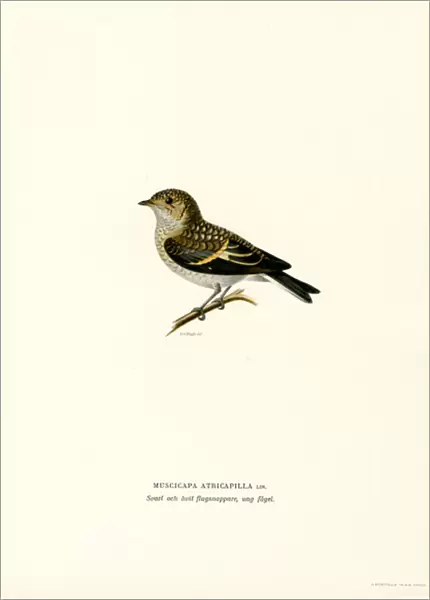 Pied Flycatcher (colour litho)