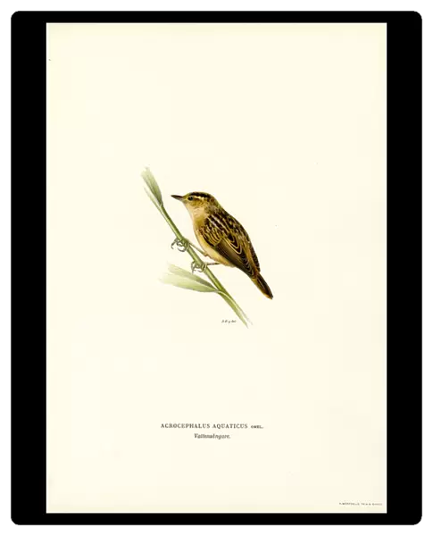 Aquatic Warbler (colour litho)