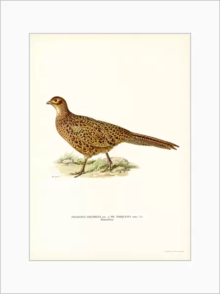 Ring-necked Pheasant (colour litho)