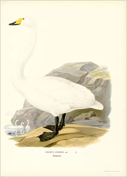 Whooper Swan (colour litho)