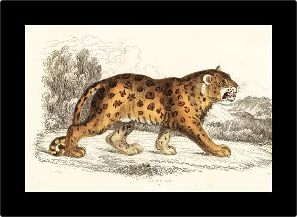 Jaguar, Panthera onca. 1834 (engraving)