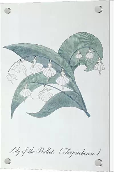 Lily of the Ballet (Terpsichorea. ), illustration from The Bogus Book of Botany by John Weir, 1930-48 (ink on paper)