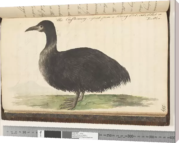 Page 284. The Cassowary, copied from a living bird, exhibited in Dublin, 1810-17 (w  /  c & manuscript text)