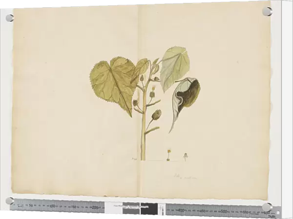 F. 30 Abutilon julianae, c. 1790-95 (w  /  c & ink on paper)