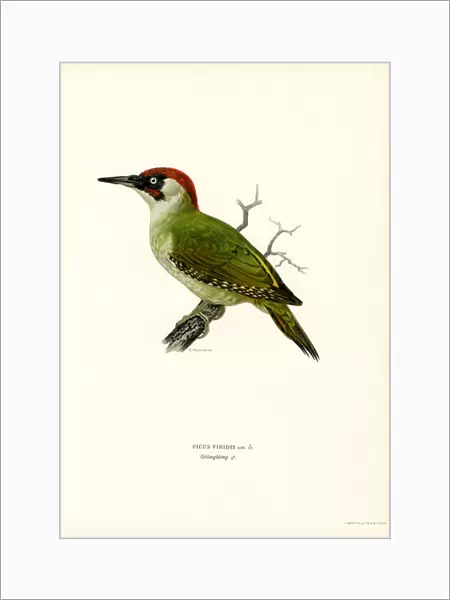 Green Woodpecker (colour litho)