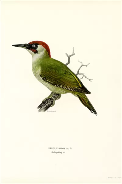 Green Woodpecker (colour litho)