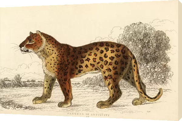 The panther of antiquity. 1834 (engraving)