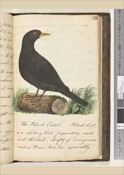 Page 350. The Black Ouzel. Black Bird, 1810-17 (w  /  c & manuscript text)