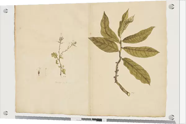F. 9 Plumbagus xylenica;Procris montana, c. 1790-95 (w  /  c & ink on paper)