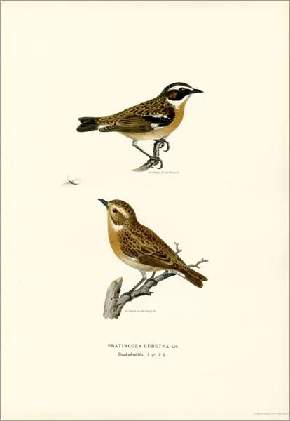 Whinchat (colour litho)