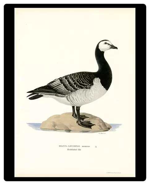 Barnacle Goose (colour litho)