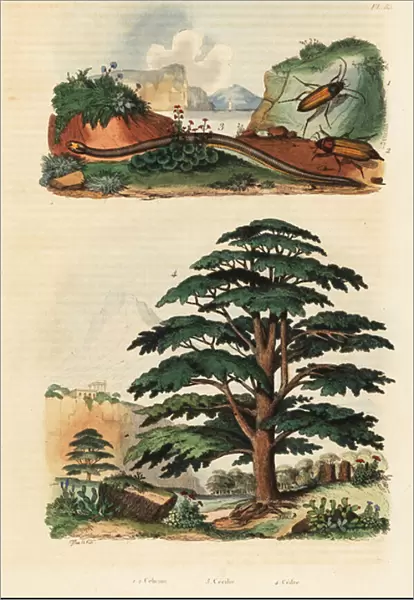 Cedar of Lebanon, two-lined caecilian and click beetles. 1834-1839 (engraving)