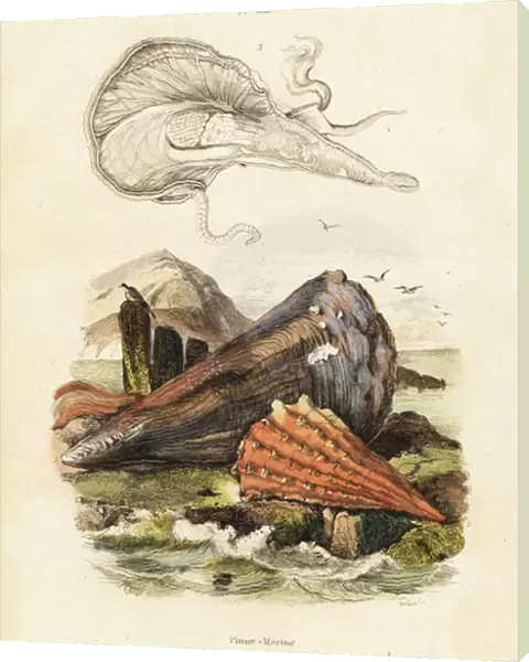 Pen shells or fan mussels. 1834-1839 (engraving)