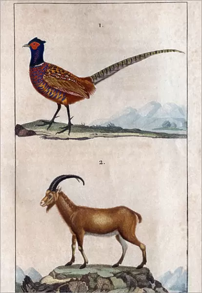 Common pheasant and Bezoards Chevre. Board taken from 'Fauna of the Docs or history of animals and their products 'by Hippolyte Cloquet, 1825