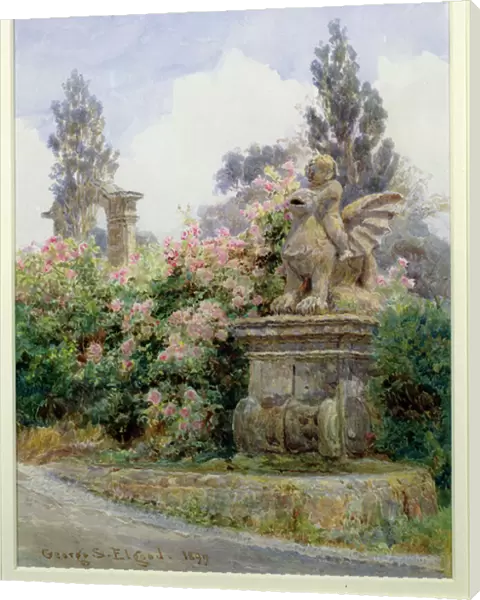 China Roses, Villa Imperiali, Genoa