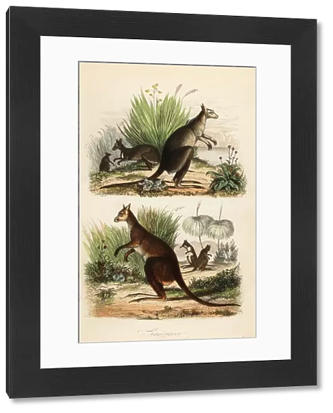 Red kangaroo, Macropus rufus (bottom), eastern grey kangaroo, Macropus giganteus (top right), and dusky wallaby, Thylogale brunii (top left)