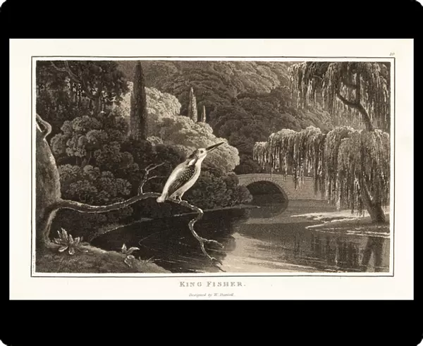 Eurasian kingfisher, Alcedo atthis, on a branch near a river ban 1807 (aquatint)