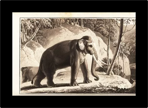 Asian elephant, Elephas maximus, endangered. 1807 (aquatint)