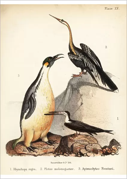 Black skimmer, Oriental darter and emperor penguin. 1855 (lithograph)