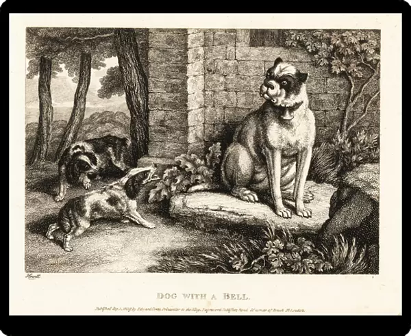 Two spaniels barking at a bulldog with a bell on its collar. 1811 (etching)