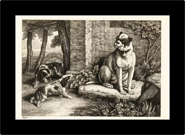 Two spaniels barking at a bulldog with a bell on its collar. 1811 (etching)