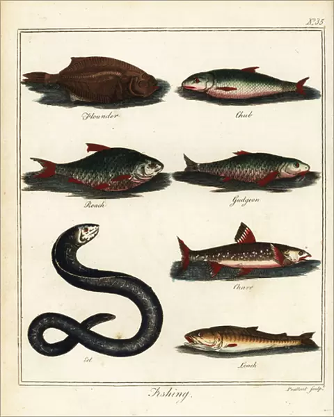 Fishing: flounder, chub, roach, gudgeon, charr, eel, loach. 1792 (engraving)