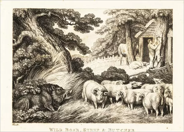 A flock of sheep wait for slaughter by a butcher. 1811 (etching)