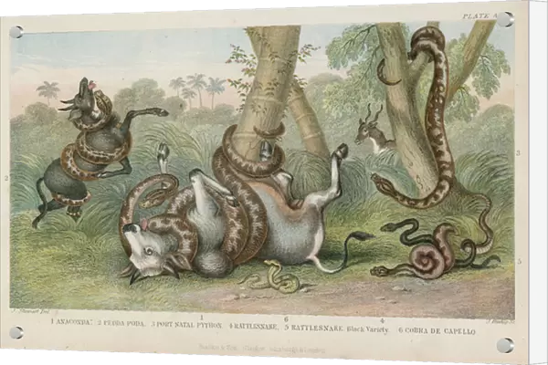 Snakes. LLM454519 Snakes by English School, (19th century); Private Collection; (add.info.