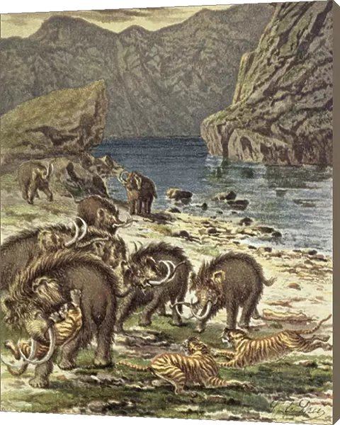 Battle between mammoths and sabre-toothed tigers, from Le Monde Avant la Creation d Homme by Camille Flammarion, 1886 (chromolitho)