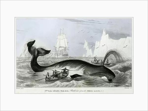 Whaling. 7272474 Whaling by Unknown Artist, (19th century); (add.info.
