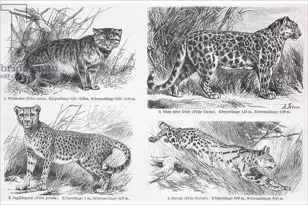 Various cats, European wild cat (Felis silvestris), snow leopard or ounce, cheetah, serval