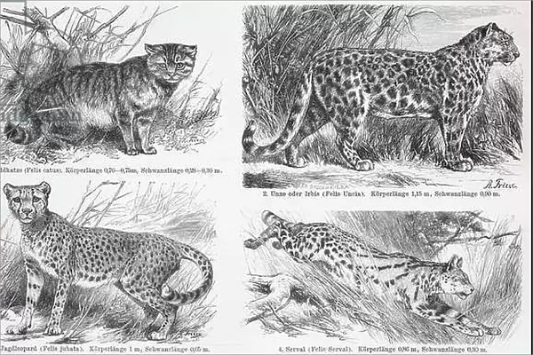 Various cats, European wild cat (Felis silvestris), snow leopard or ounce, cheetah, serval