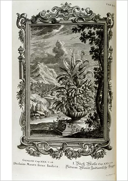 Biblical Maize plant, 18th century (engraving)
