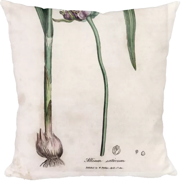 Botanical board: Cultivating garlic (Allium sativum) showing bulb, leaves and purple flowers. Hand-coloured copper engraving from an illustration by James Sowerby