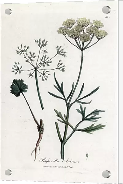 Green anise (Pimpinella anisum). Hand-coloured copper engraving from an illustration by James Sowerby. Excerpt from the book of William Woodville and Sir William Jackson Hooker ' Botanique medicinale' 1832