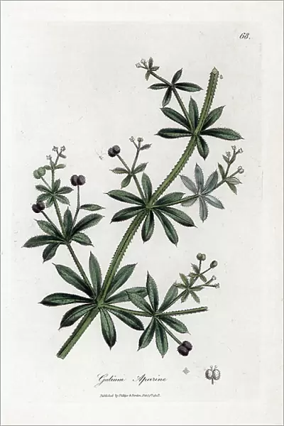 Anise sugar or scatteron - Cleavers or goose grass, Calium aparine. Handcoloured copperplate engraving from a botanical illustration by James Sowerby from William Woodville and Sir William Jackson Hooker's ' Medical Botany