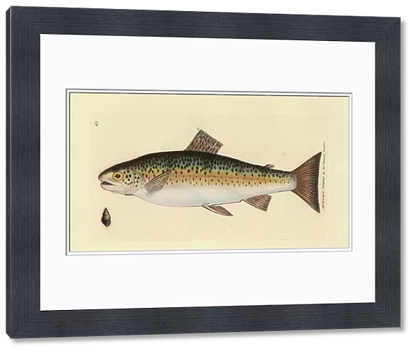 Brown trout, Salmo trutta fario (Gillaroo trout, Salmo fario). Handcoloured copperplate engraving by James Sowerby from The British Miscellany, or Coloured figures of new, rare, or little known animal subjects