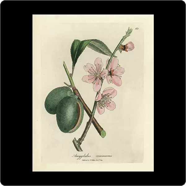 Pink flowered almond tree, Amygdalus communis