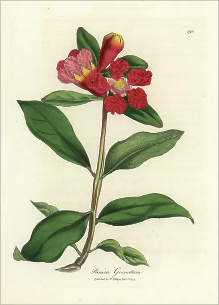Scarlet flowered pomegranate tree, Punica granatum