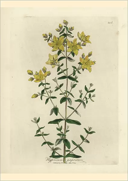 Yellow flowered perforated St. John's Wort, Hypericum perforatum