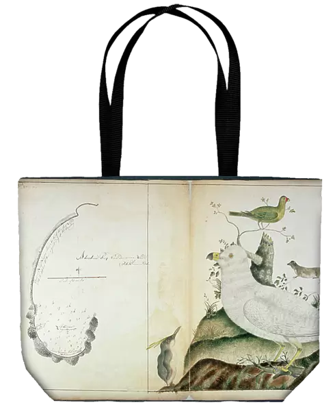 Chart of Adventure Bay, Van Dieman's Land, c. 1773 (w / c on paper)