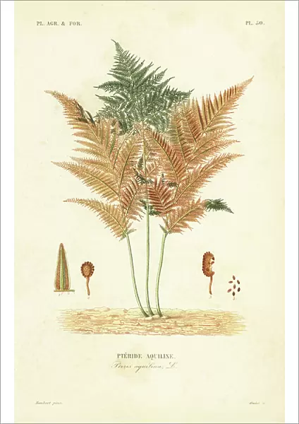 Bracken or common brake fern, Pteridium aquilinum, Pteris aquilina, Pteride aquiline