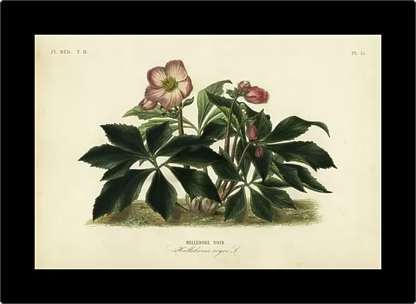 Christmas rose or black hellebore, Helleborus niger, Hellebore noir