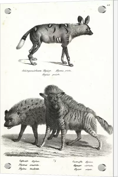 African wild dog, Lycaon pictus, endangered, spotted hyena, Crocuta crocuta, and striped hyena, Hyaena hyaena. Lithograph by Karl Joseph Brodtmann from Heinrich Rudolf Schinz's Illustrated Natural History of Men and Animals, 1836
